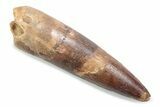 Fossil Spinosaurus Tooth - Real Dinosaur Tooth #370526-1